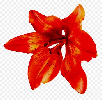 Red banana Flower Portable Network Graphics Image -  