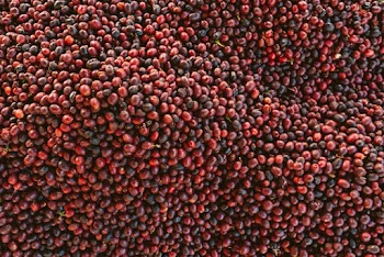 Red Bean Lot