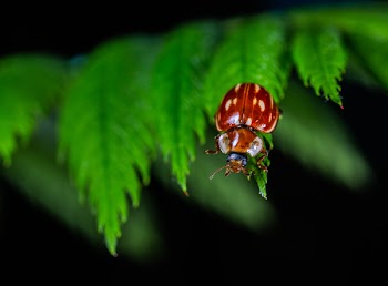 Red Beetle