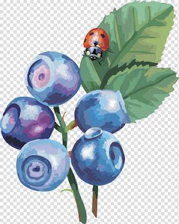 Red beetle on grapes painting, Bilberry Drawing , lantern fruit blueberry fruit,blueberry transparent background PNG clipart