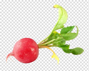 Red beetroot illustration, Daikon Vegetable Food Beetroot, Radish transparent background PNG clipart