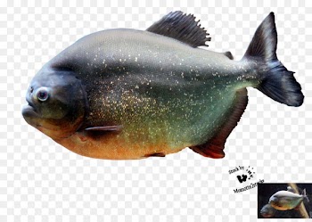 Red-bellied piranha Fish Northern pike - haircut 