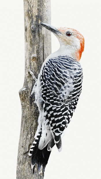 Red-bellied woodpecker bird collage element | Free PSD - rawpixel