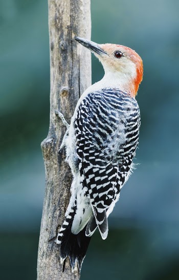 Red-bellied woodpecker bird. Free public | Free Photo - rawpixel