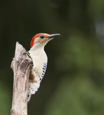 Red-bellied woodpecker bird. Free public | Free Photo - rawpixel