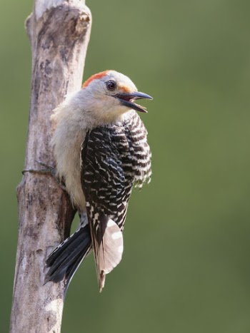 Red-bellied woodpecker, female bird. Free | Free Photo - rawpixel