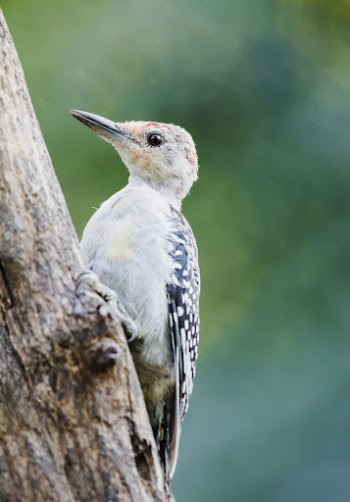 Red-bellied woodpecker. Free public domain | Free Photo - rawpixel