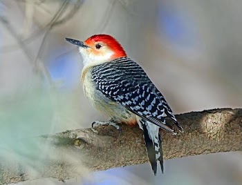 Red Bellied Woodpecker.jpg