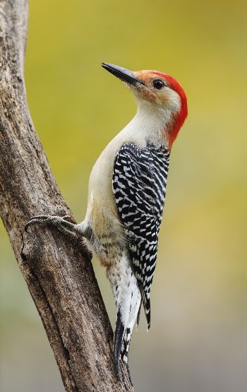 Red-bellied woodpecker, male bird. Free | Free Photo - rawpixel