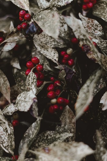 Red Berries