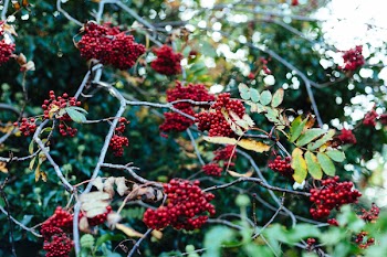 Red Berries