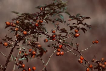 Red Berries