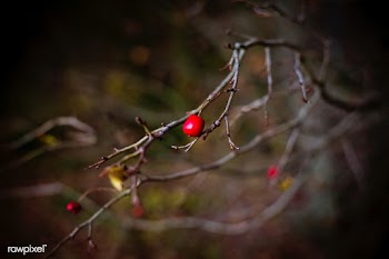 Red berries on a tree | Free public domain photo - 433001