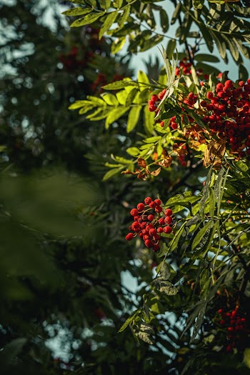 Red Berries Tree Thriving With Fruits