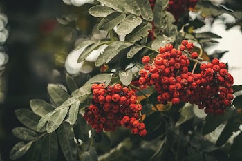 Red Berries With Green Leaves