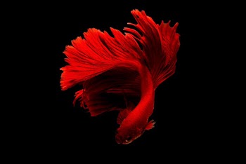 Red Betta Fish