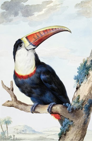 Red-billed Toucan (1748) painting in high… | Free public domain illustration