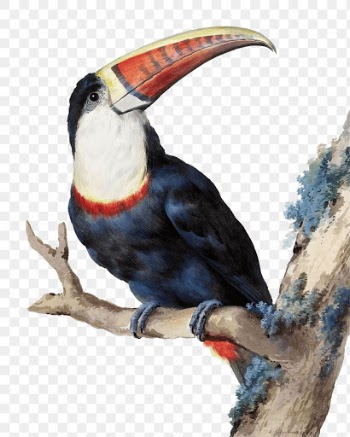 Red billed toucan png illustration, remixed… | Free stock illustration | High Resolution graphic