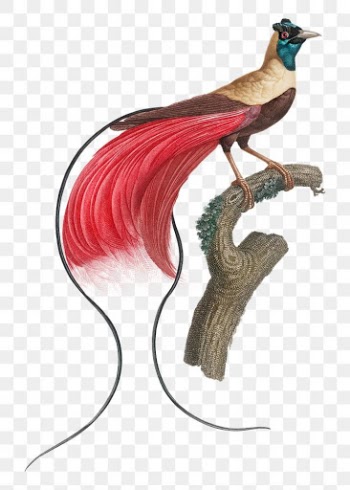 Red bird of paradise png vintage drawing illustration