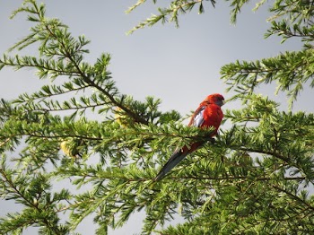 Red Bird on Tree