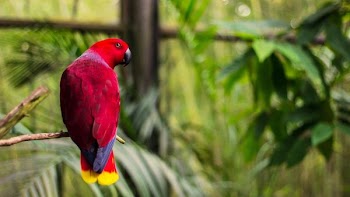 red bird perched on tree branch at daytime