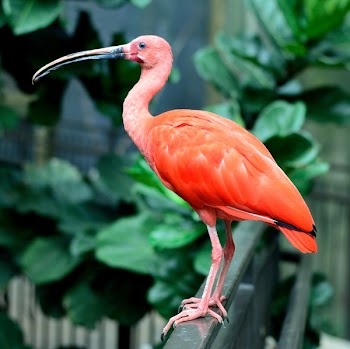 Red Bird Standing in a Metal Panel