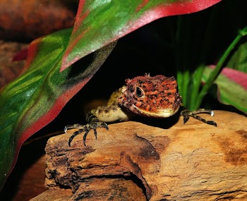 Red Black and Beige Reptile