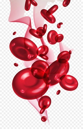 Red blood cell - cell 