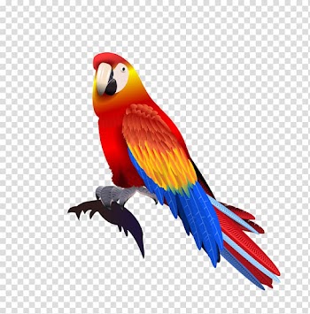 Red, blue, and yellow macaw illustration, Parrot Macaw, parrot transparent background PNG clipart