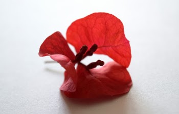 Red Bougainvillea Flower