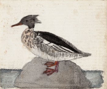 Red-breasted merganser, 1831, by Ferdinand | Free Photo - rawpixel