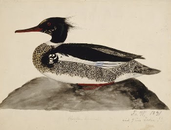 Red-breasted merganser, male, 1831, by Ferdinand | Free Photo - rawpixel