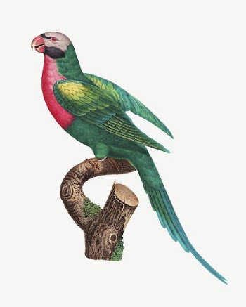 Red-breasted Parakeet bird, vintage animal | Free PSD Illustration - rawpixel