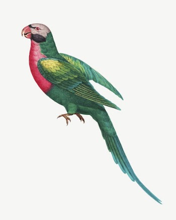 Red-breasted Parakeet bird, vintage animal | Free PSD Illustration - rawpixel