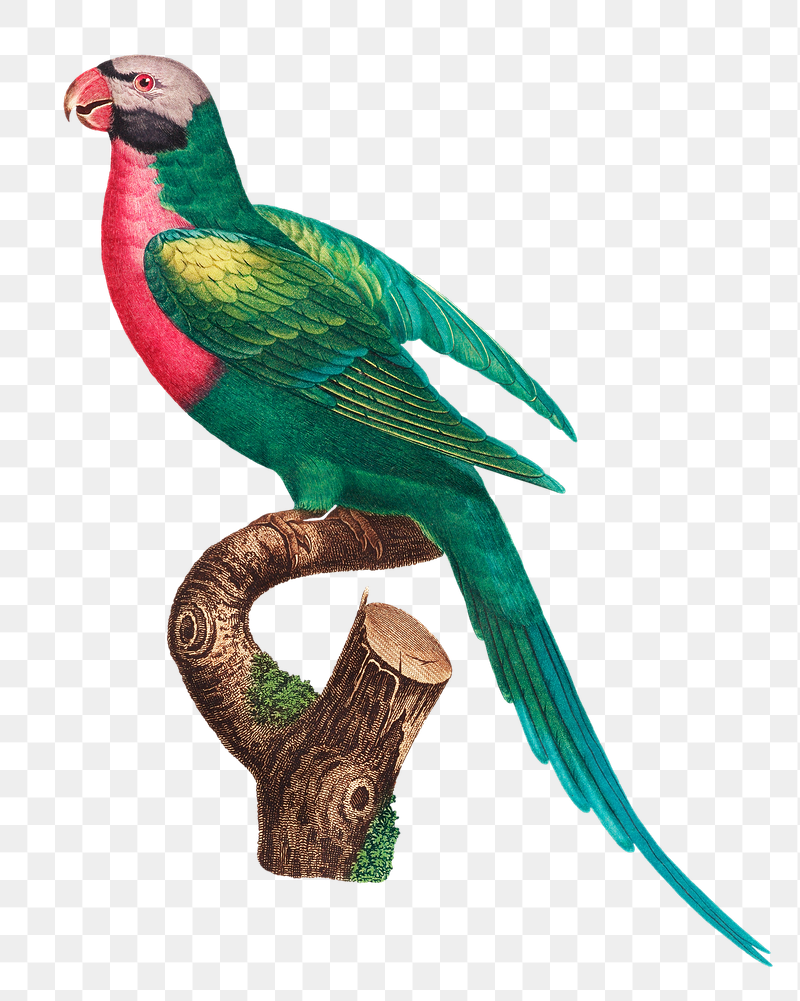 Red-breasted Parakeet png bird sticker, | Free PNG Illustration - rawpixel
