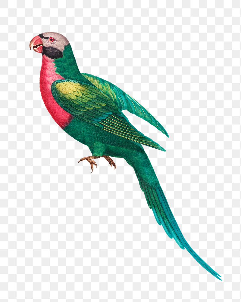 Red-breasted Parakeet png bird sticker, | Free PNG Illustration - rawpixel