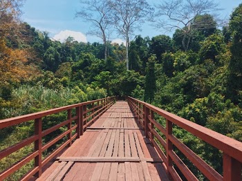 Red Bridge Through a Forest