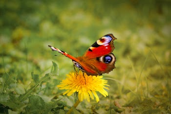 Red, Brown, and Black Butterfly on Yellow Daisy Flower