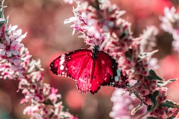 Red Butterfly Perched on Pink Flower