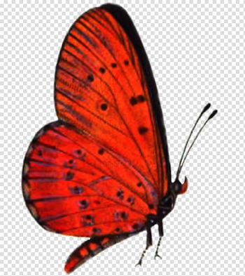 Red Butterfly PNG High-Quality Image