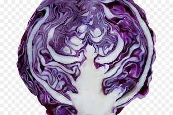 red cabbage cabbage purple violet vegetable