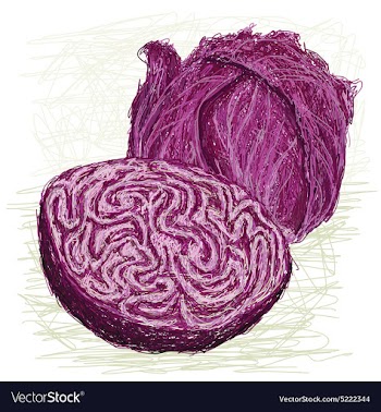 Red cabbage cross section vector image