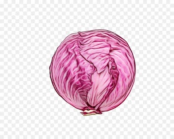red cabbage pink cabbage violet purple