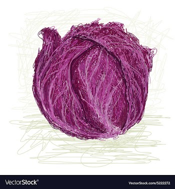 Red cabbage vector image