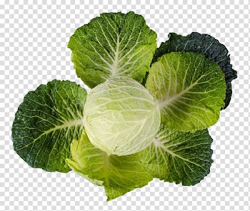Red cabbage Vegetable Collard greens, Cabbage transparent background PNG clipart