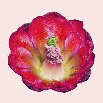Red cactus flower collage element | Free PSD - rawpixel
