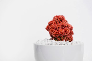 red cactus plant on white vase