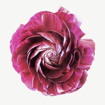 Red camelia flower collage element | Free PSD - rawpixel