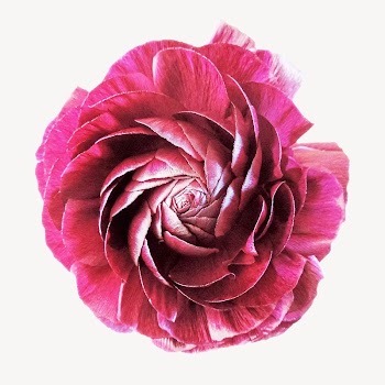 Red camelia flower  isolated | Free Photo - rawpixel
