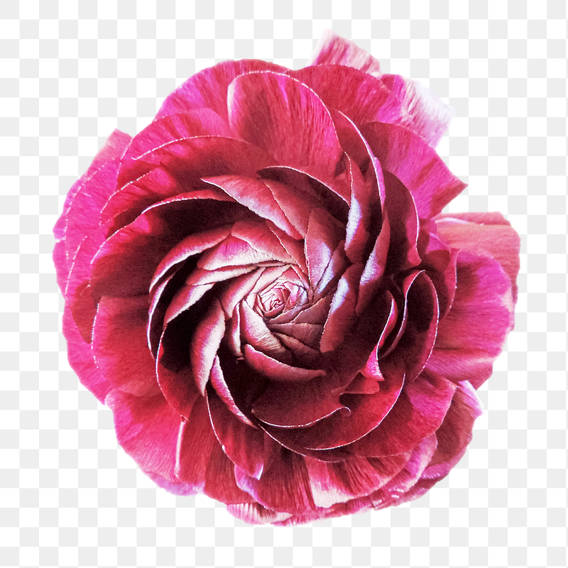 Red camelia png flower sticker, | Free PNG - rawpixel